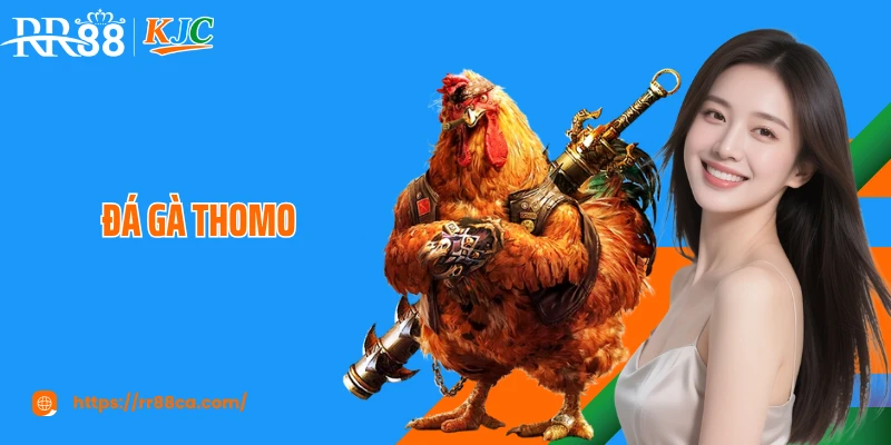Đá Gà Thomo RR88: Trường Đấu Kê Kịch Tính Và Hấp Dẫn Số 1